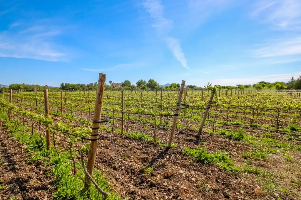 Finca rústica en venda en Alcúdia amb Aire condicionat, Calefacció i Jardí privat