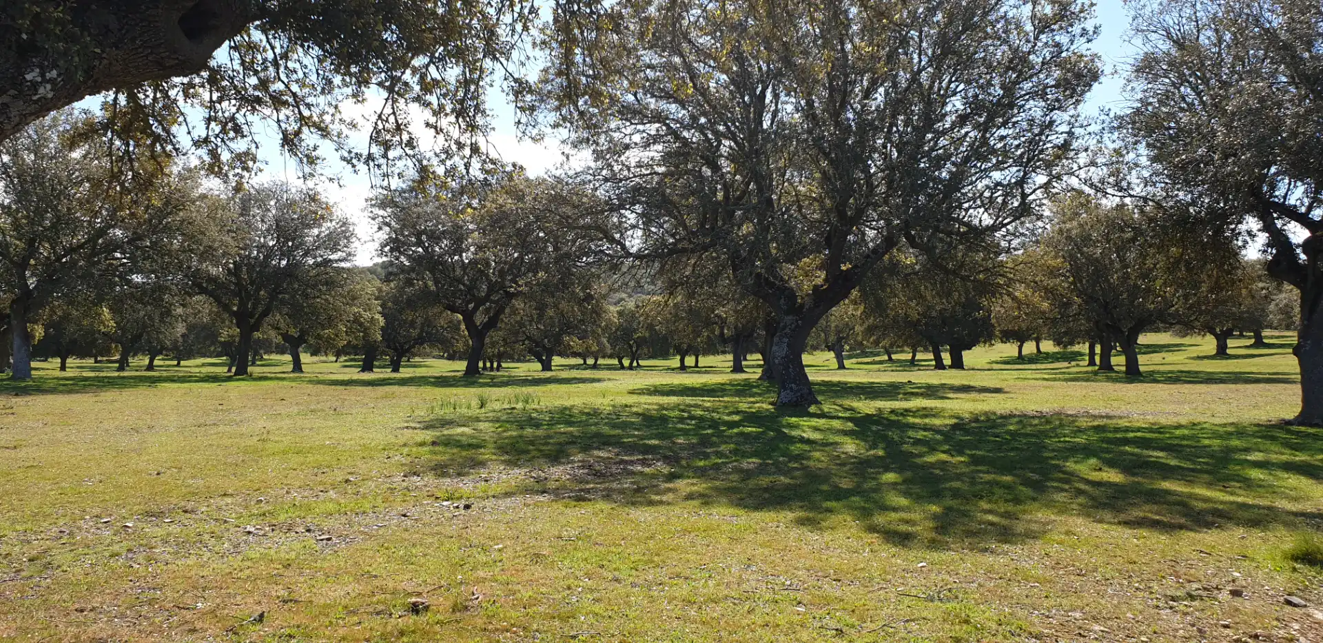 Terreno rustico in vendita a Villanueva de la Serena, imagen 7