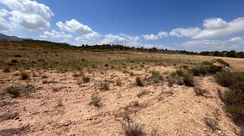 Terreno Jumilla zona Paraje Chamaleta, immagine 5