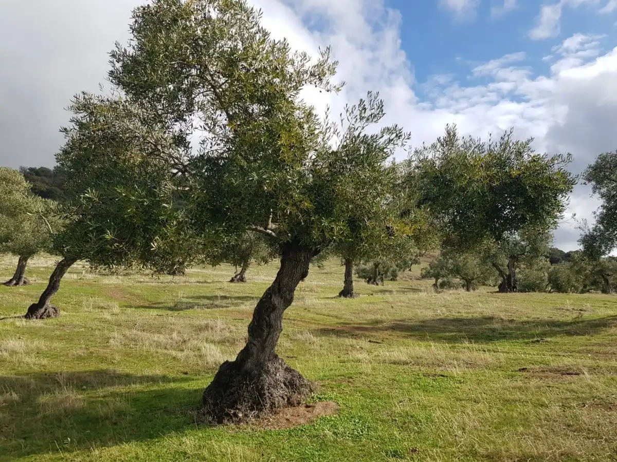 Country house zum Verkauf in Villanueva del Rey mit Privatgarten und Abstellraum