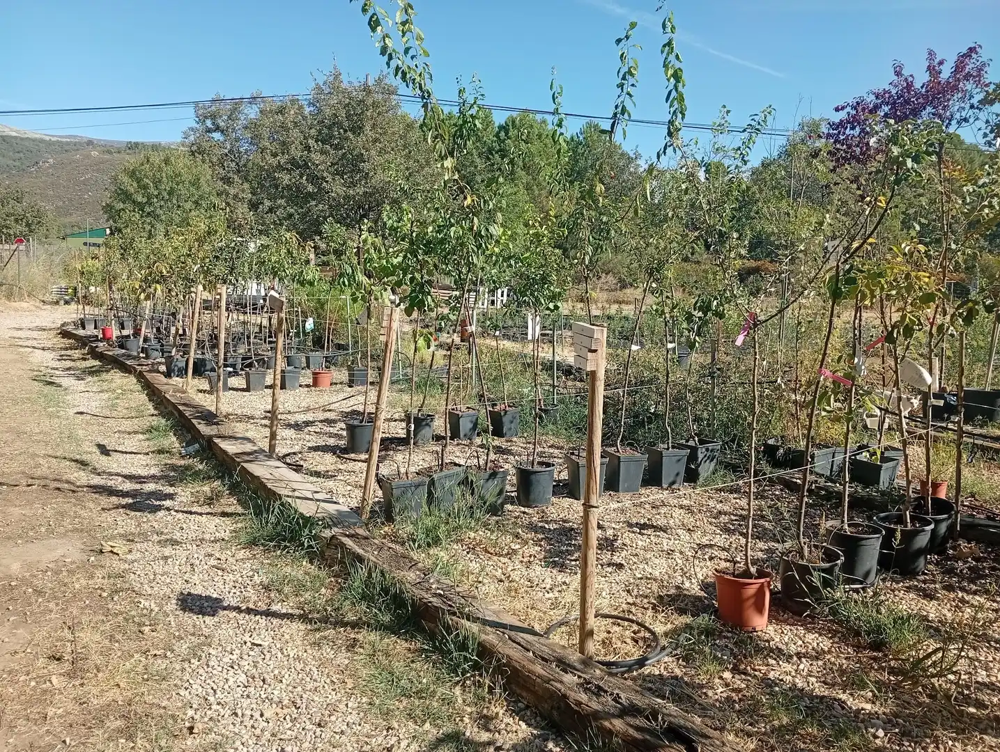 Terrain rustique à vendre à Villanueva de la Vera, imagen 5