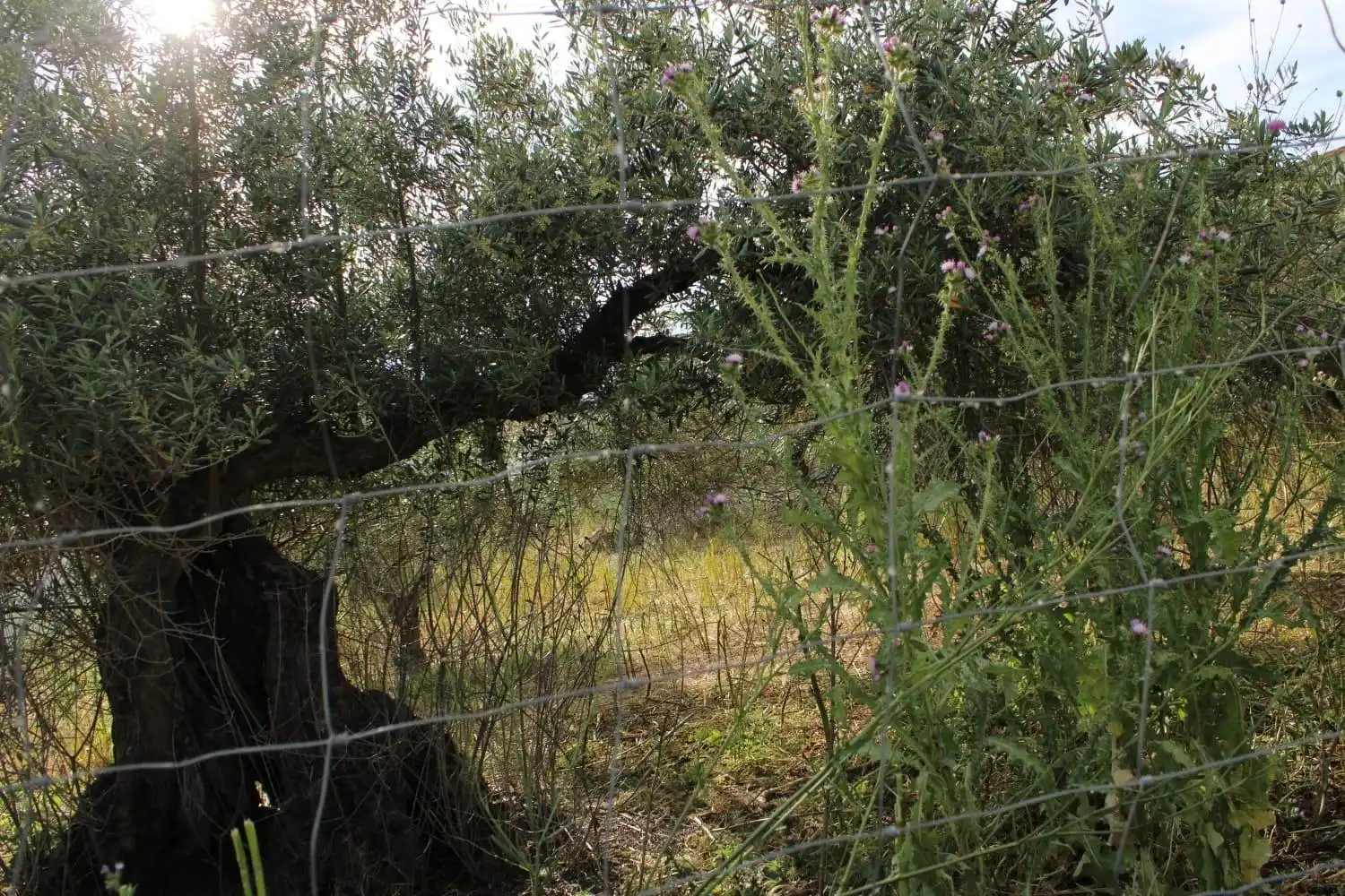 Terreni e lotti in vendita a Sierra de Fuentes, imagen 8