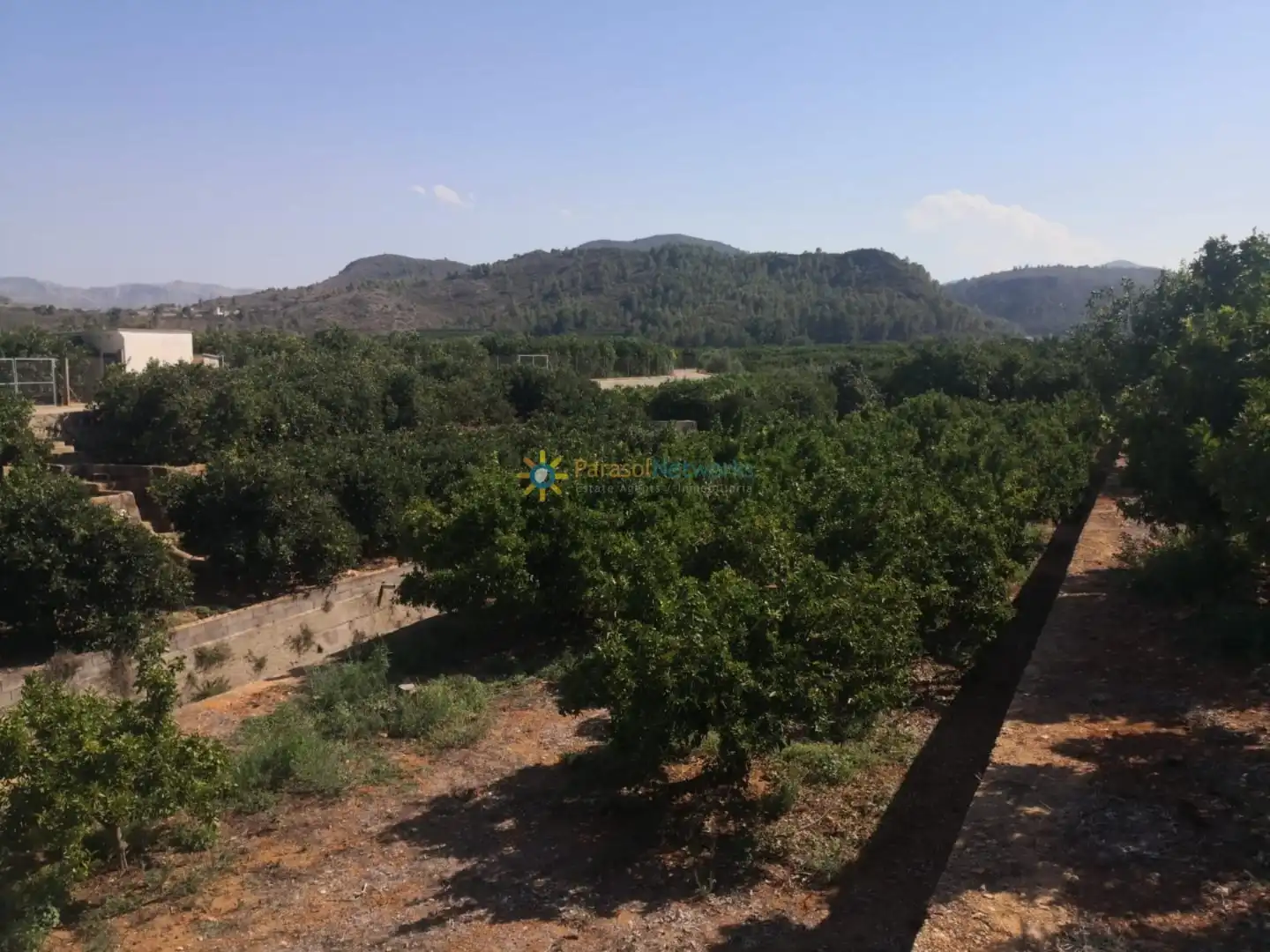 Terrain rustique à vendre à Oliva pueblo, imagen 2