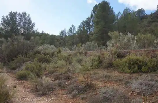 Terreno rústico en venta en Elche de la Sierra, imagen 2