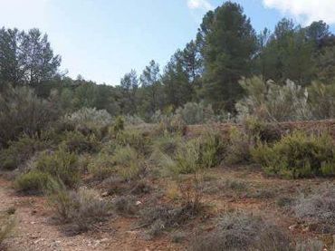 Terreno rústico en venta en Elche de la Sierra