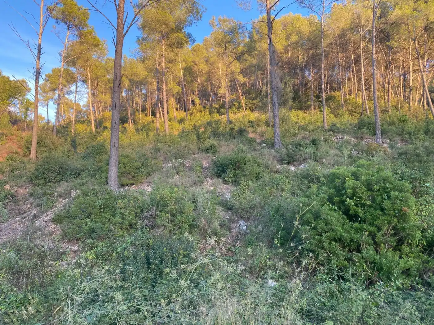 Terreny residencial en venda a Vallirana, imagen 19