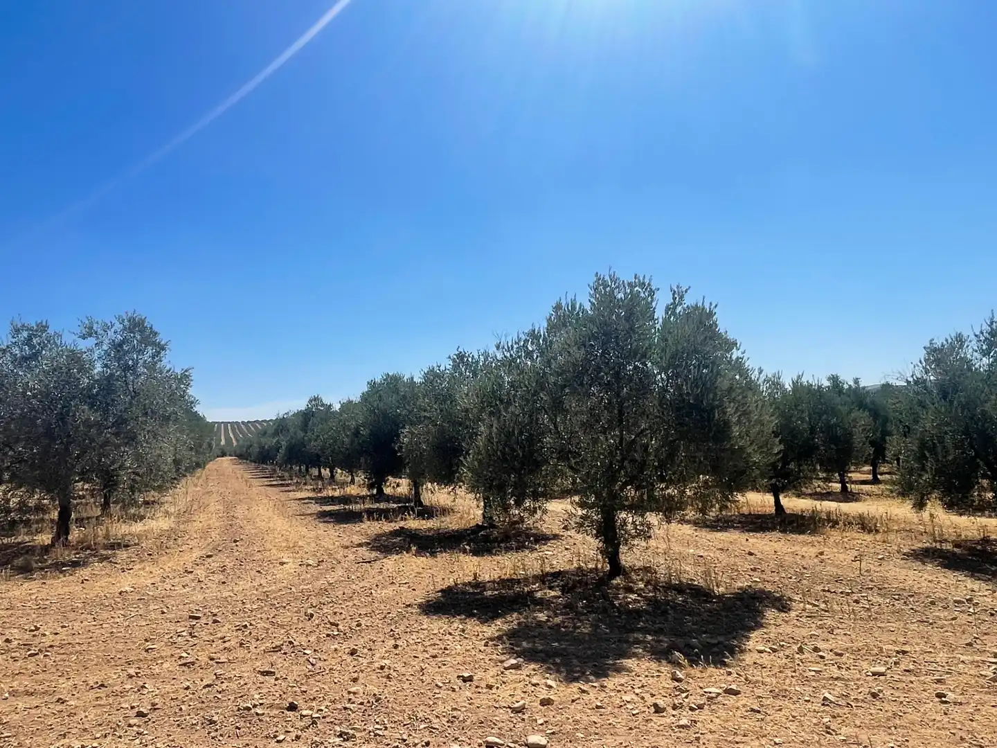 Terreny rústic en venda a Aguilar de la Frontera, imagen 2