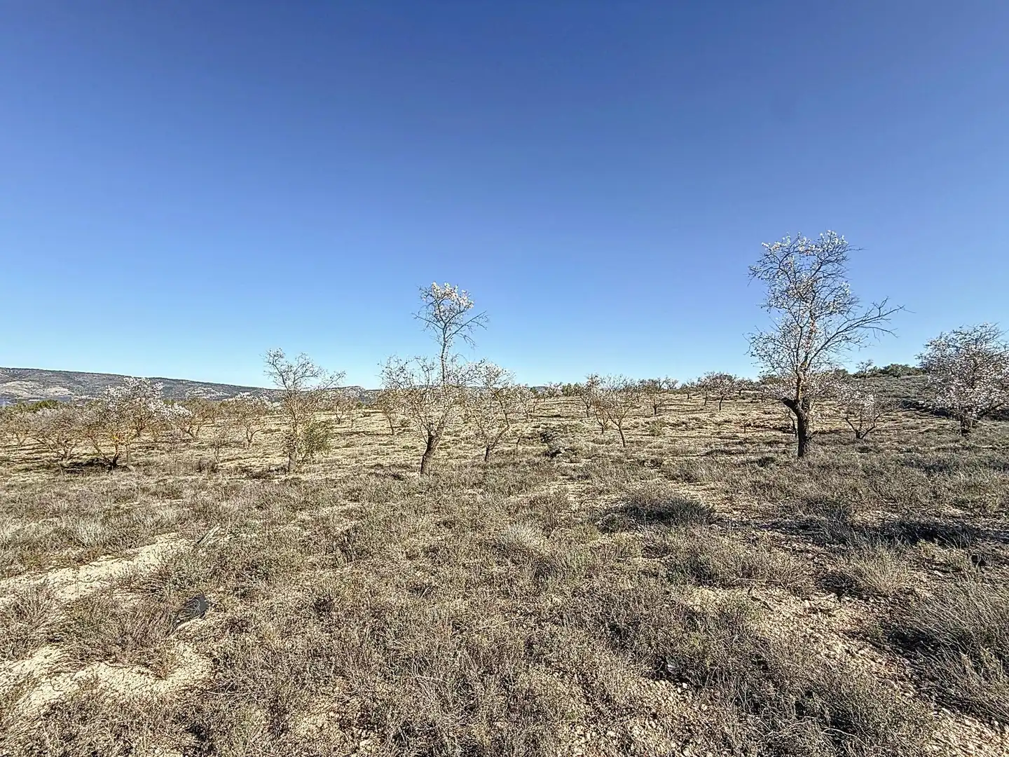 Terreno en venta en Biar