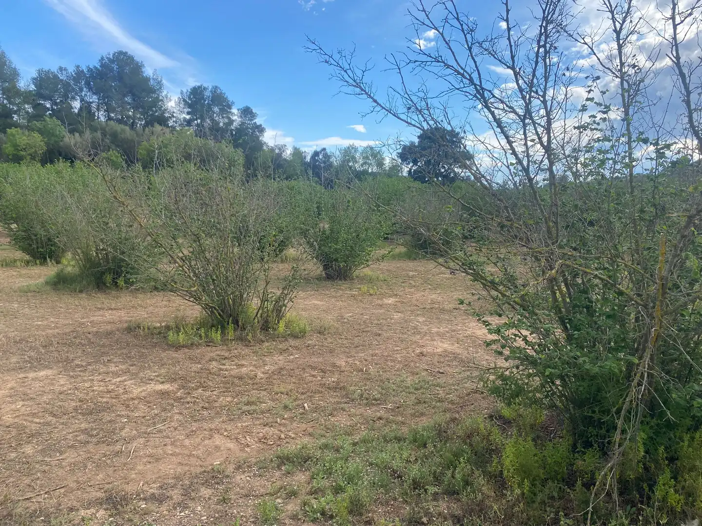 Terreno rustico in vendita a Perafort, imagen 10