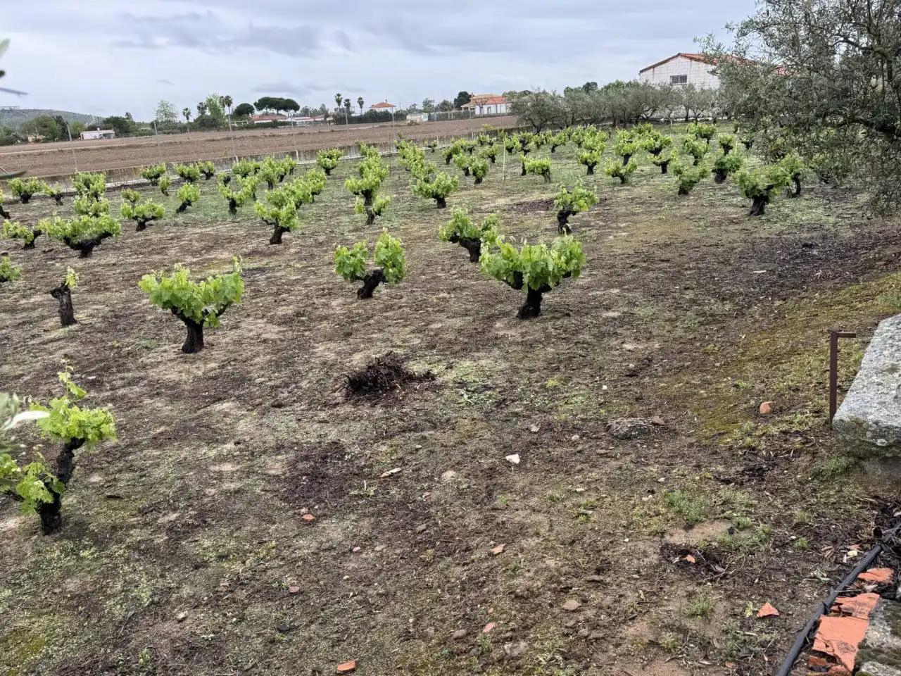 Chalet en venta en Villanueva de la Serena, imagen 18