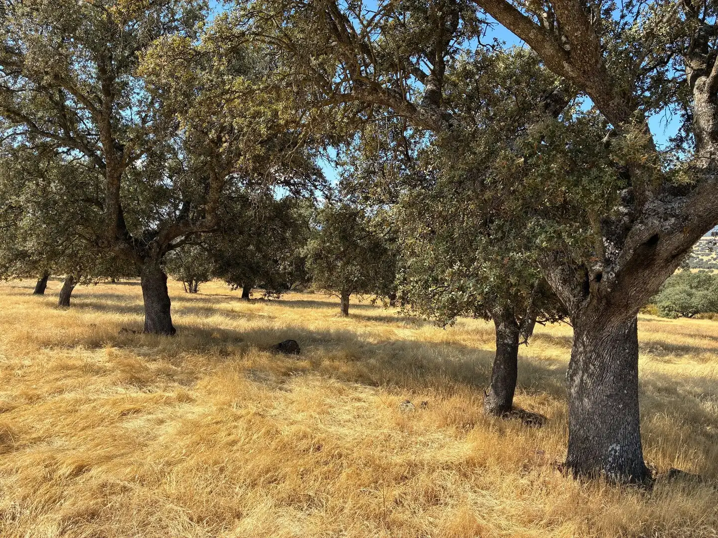 Rural land for sale in Mohedas de la Jara, imagen 5