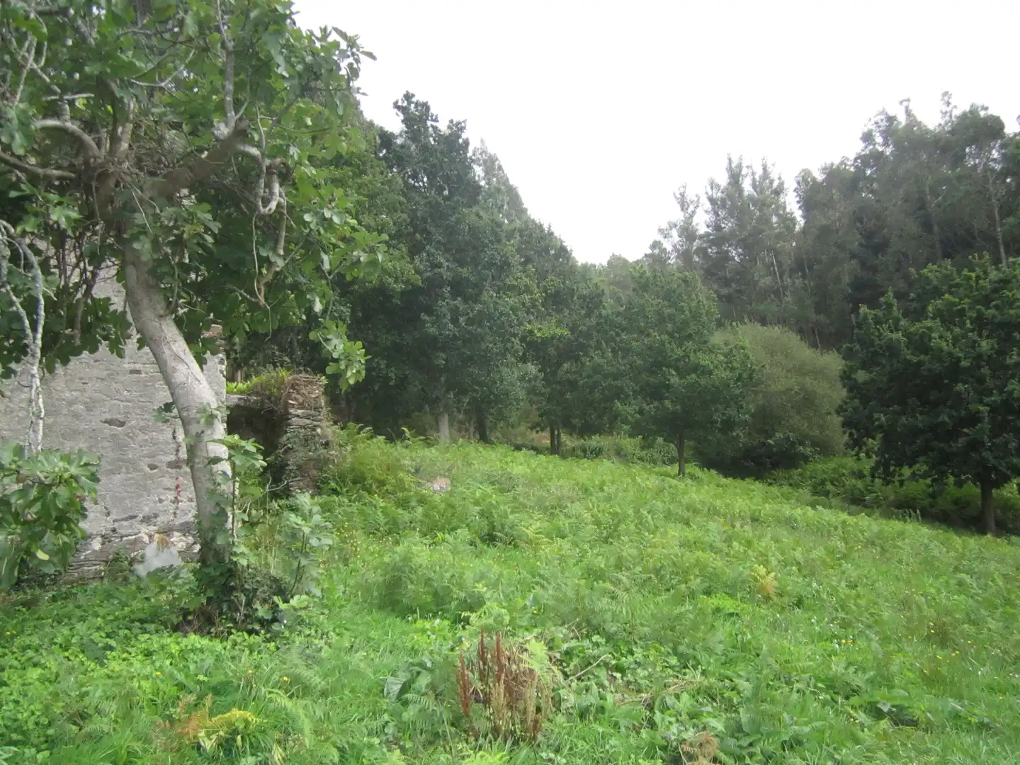Casa o chalet en venta en Neda