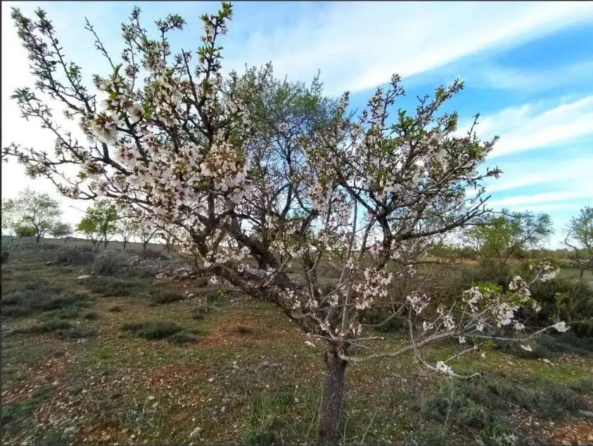 Terreno rustico in vendita a Valdilecha, imagen 3