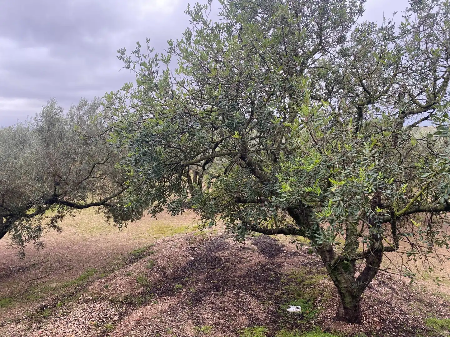 Terreno rustico in vendita a Roquetes, imagen 7