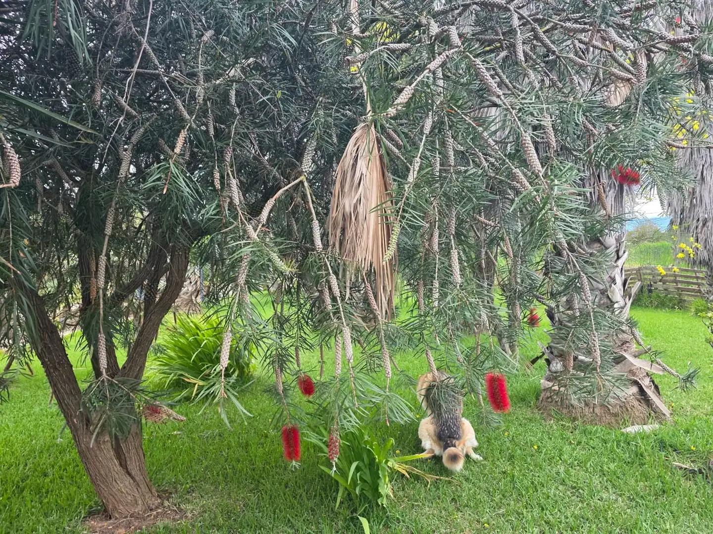 Jardín de Terreno en venta en Amposta
