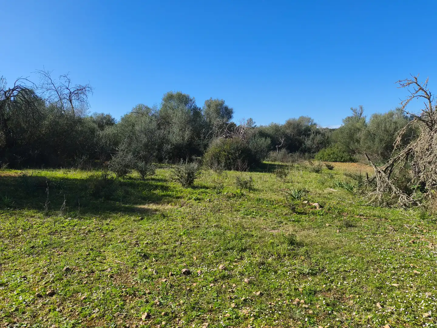 Terreno residencial en venta en Carrer Ruberts 24, imagen 7