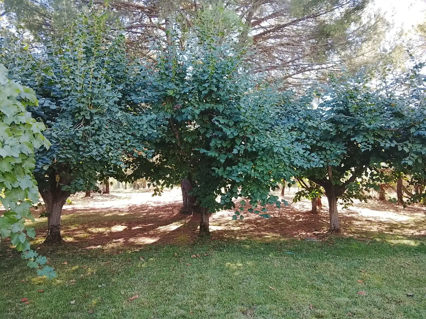 Haus mit Garten zum Verkauf in Madrigal de la Vera, imagen 121