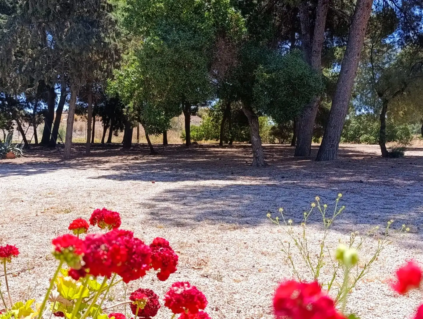 Maison rustique avec piscine à vendre à HERRERO, LO-DS LENTISCAR, imagen 3