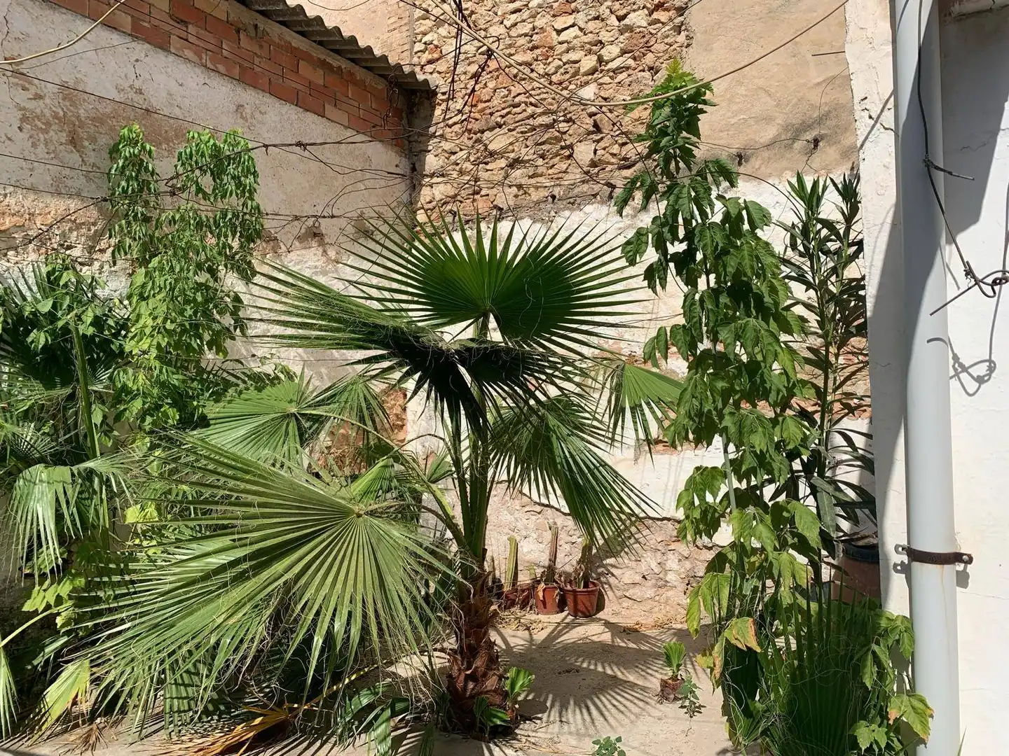 Jardí de Casa o xalet en venda en Carcaixent amb Jardí privat, Terrassa i Balcó