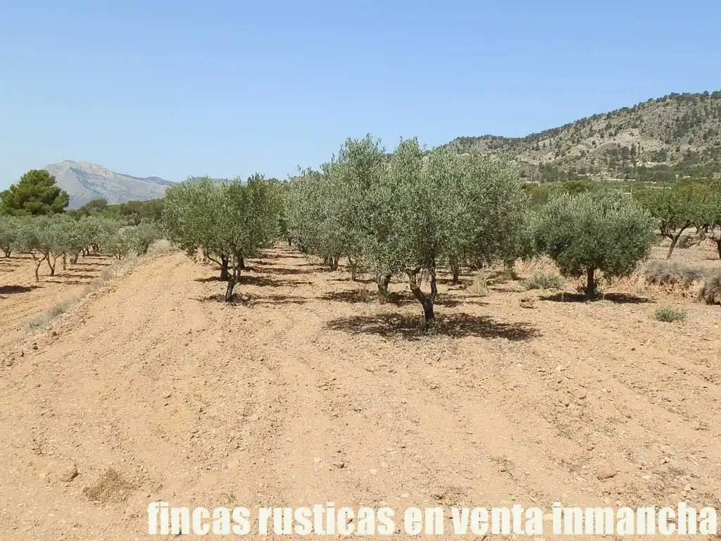 Terreny rústic en venda a Jijona / Xixona, imagen 12
