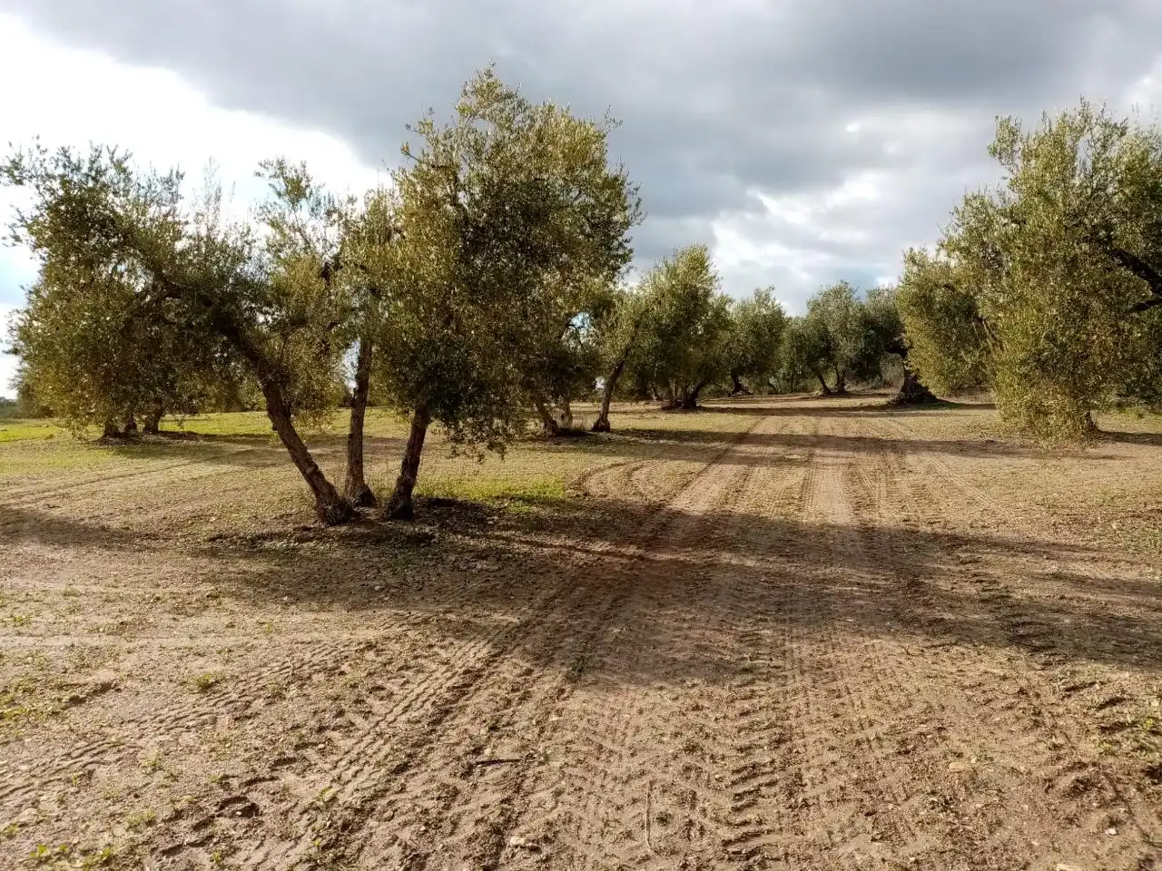 Rural land for sale in Arahal, imagen 7