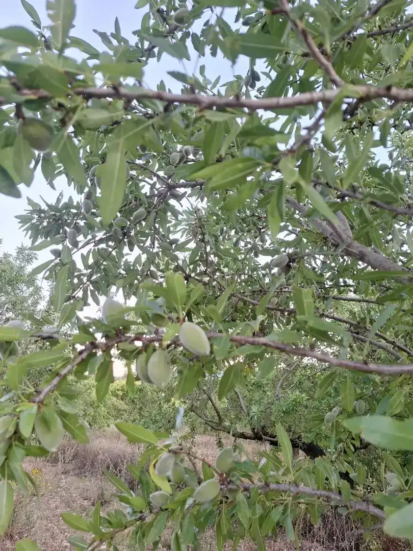 Jardí de Finca rústica en venda en Vall d'Alba