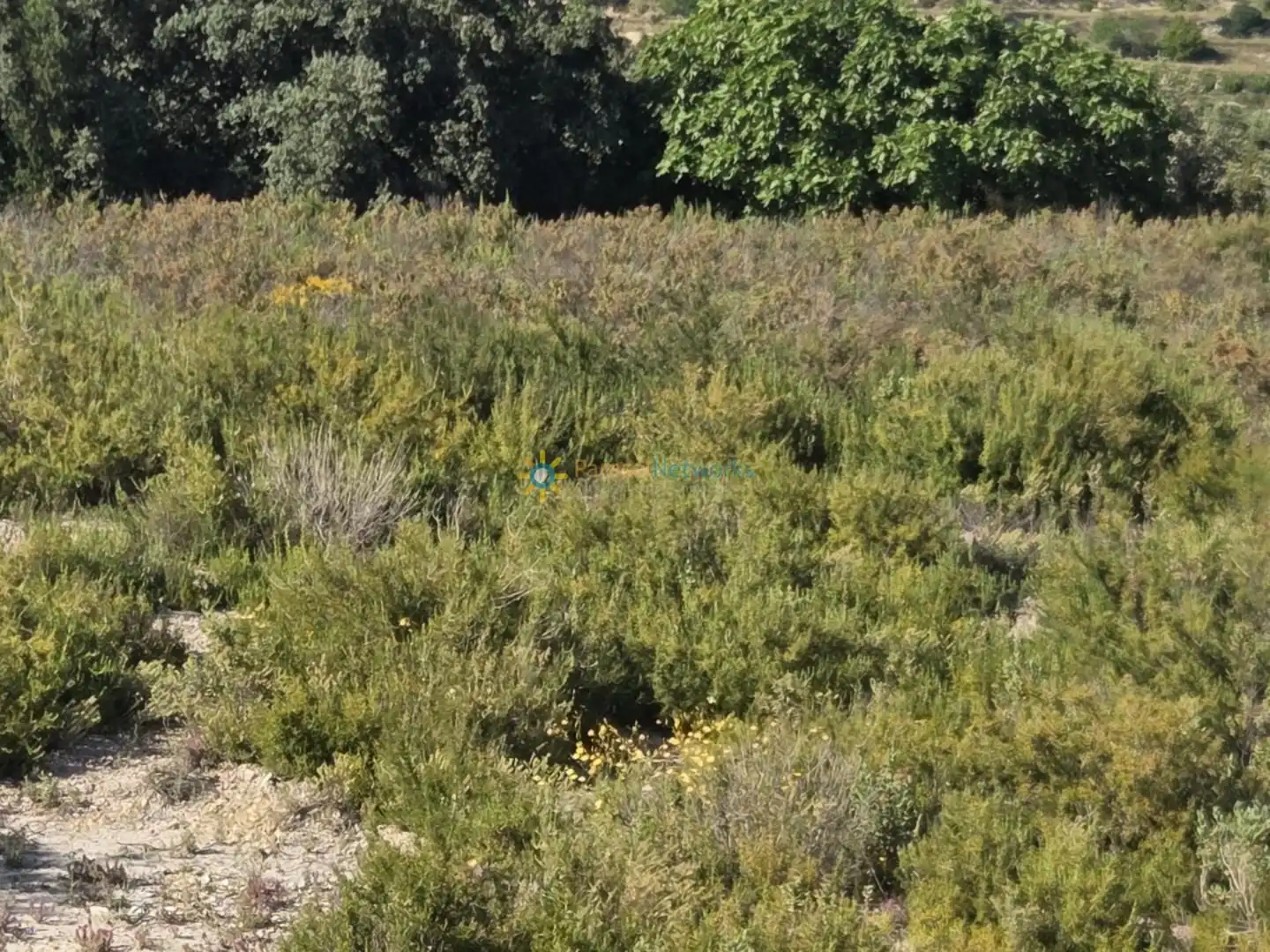 Rustikales Grundstück zum Verkauf in El Palomar, imagen 5