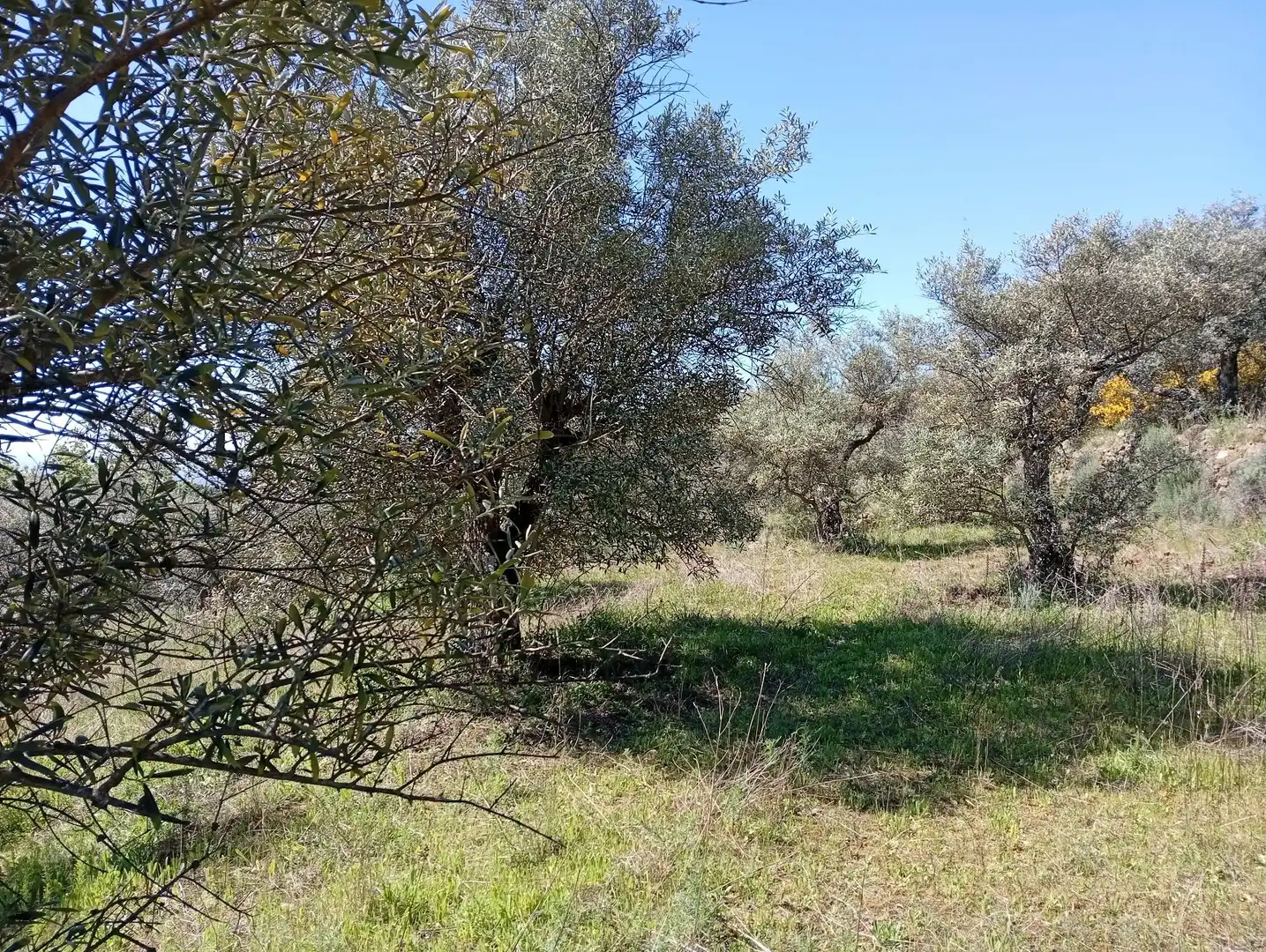 Terreni e lotti in vendita a Valverde de la Vera, imagen 28