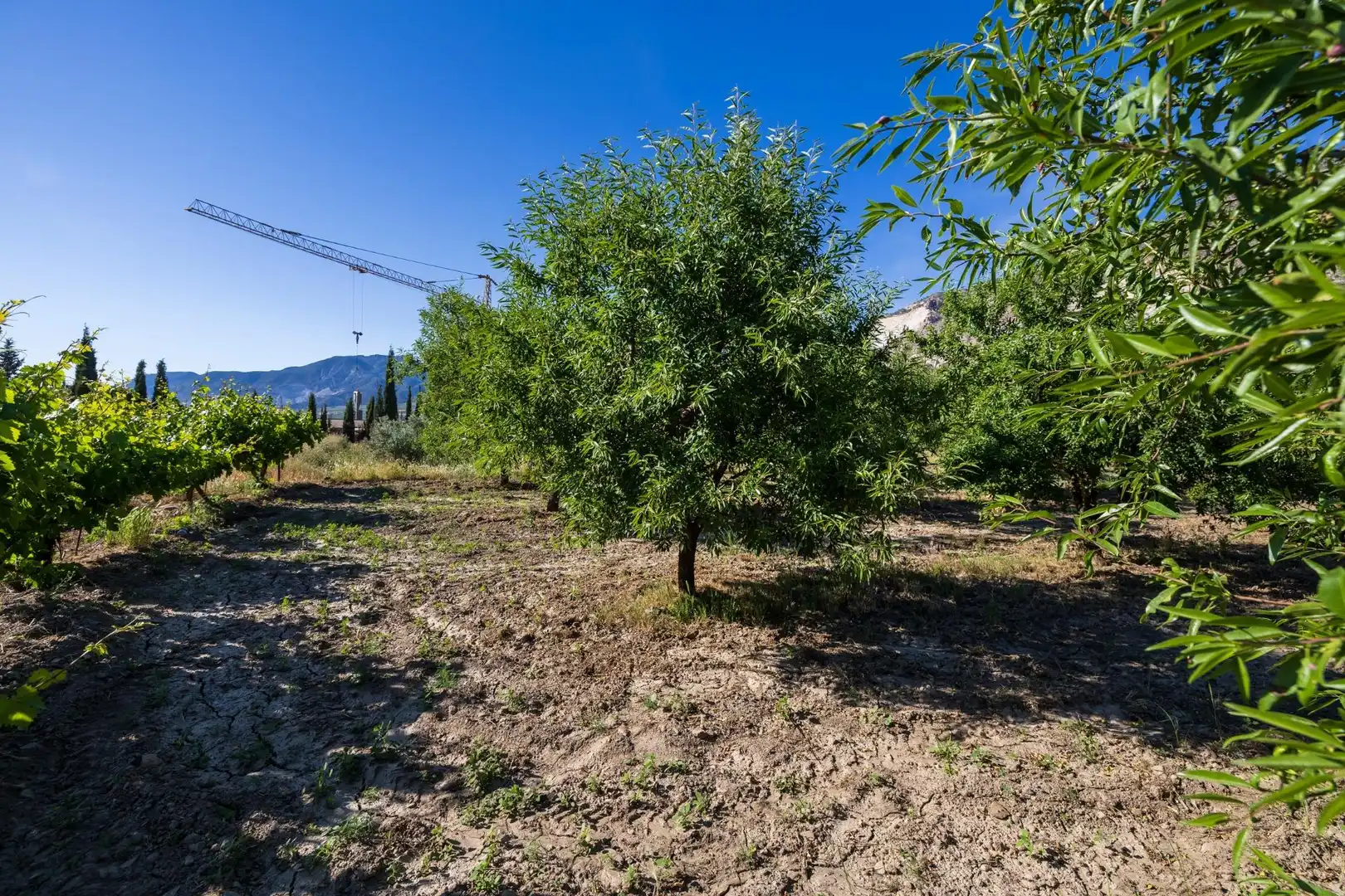 Rural land for sale in Dúrcal, imagen 20