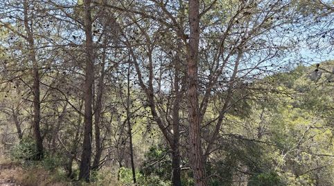 Cabra del CampTerreno