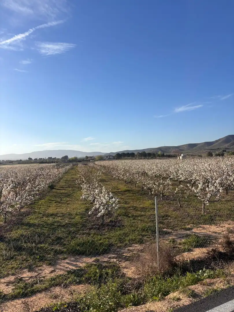 Terreno en venta en Villena