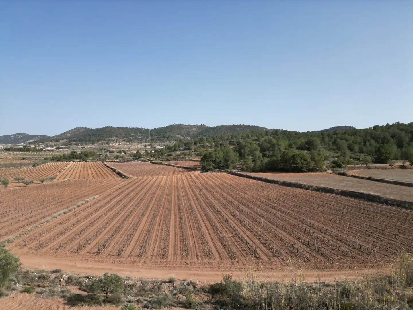 Residential land for sale in El Pinós / Pinoso, imagen 5