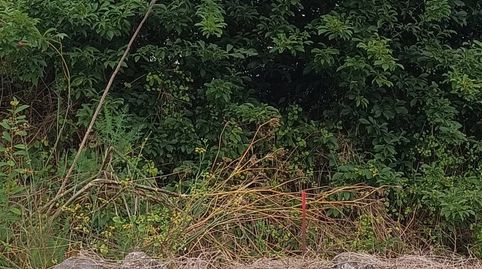 Foto 3 de Terreno en venta en Carretera la Ferruja, Palo Blanco, Los Realejos