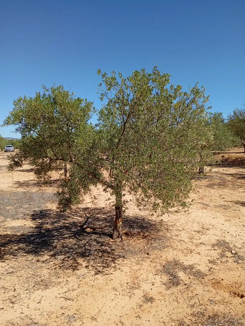 Terreny rústic en venda a Campo de Mirra / El Camp de Mirra, imagen 3