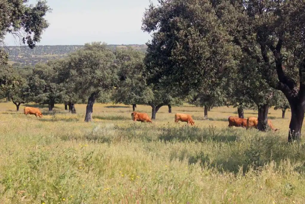 Terreni e lotti in vendita a Carretera de Sevilla - Los Montitos, imagen 8