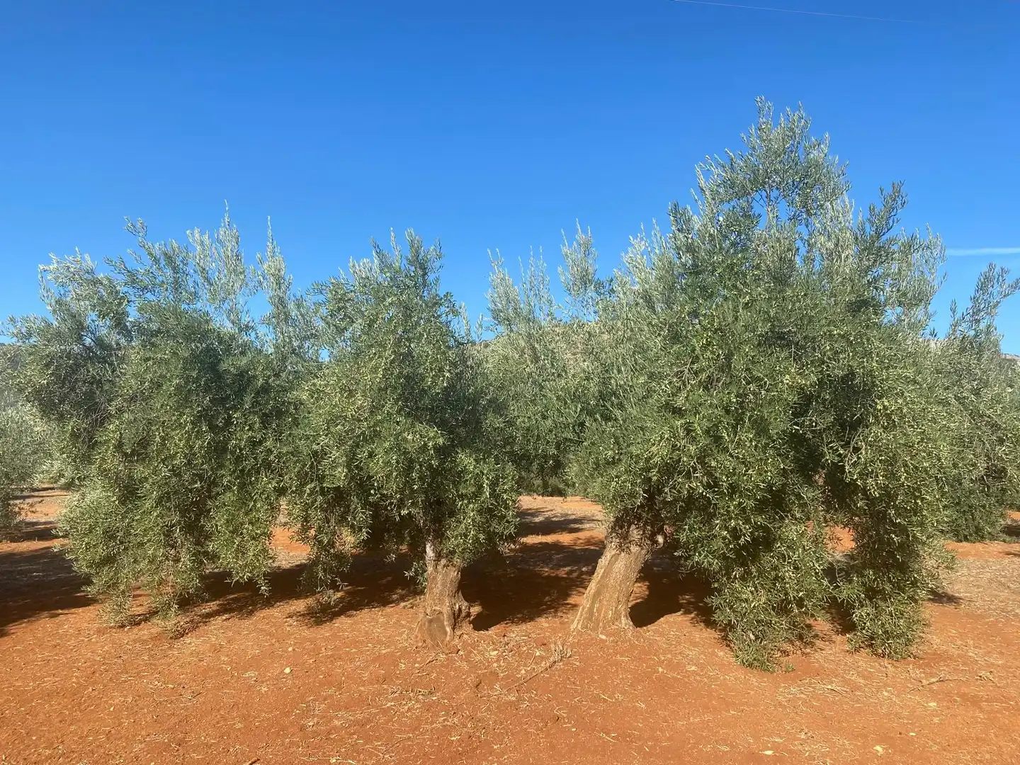 Rural land for sale in Iznalloz, imagen 6