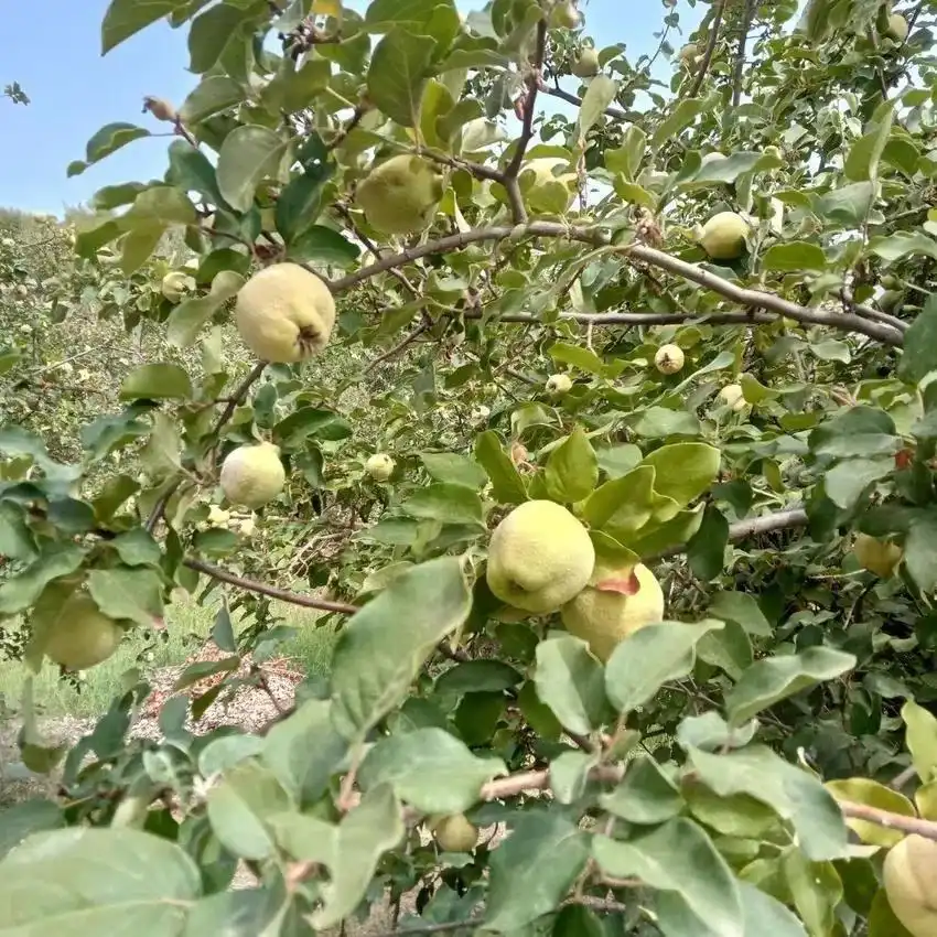 Jardí de Casa o xalet en venda en Priego de Córdoba