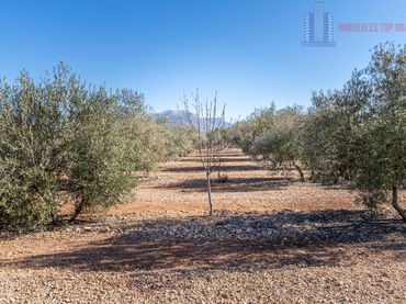 Terreni e lotti in vendita a Pago cortijo de las Monjas Parcela 19