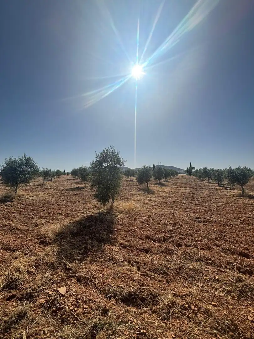 Rural land for sale in Valdepeñas, imagen 14