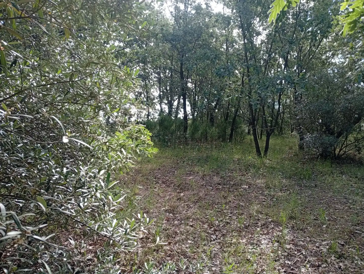 Terreni e lotti in vendita a Losar de la Vera, imagen 44