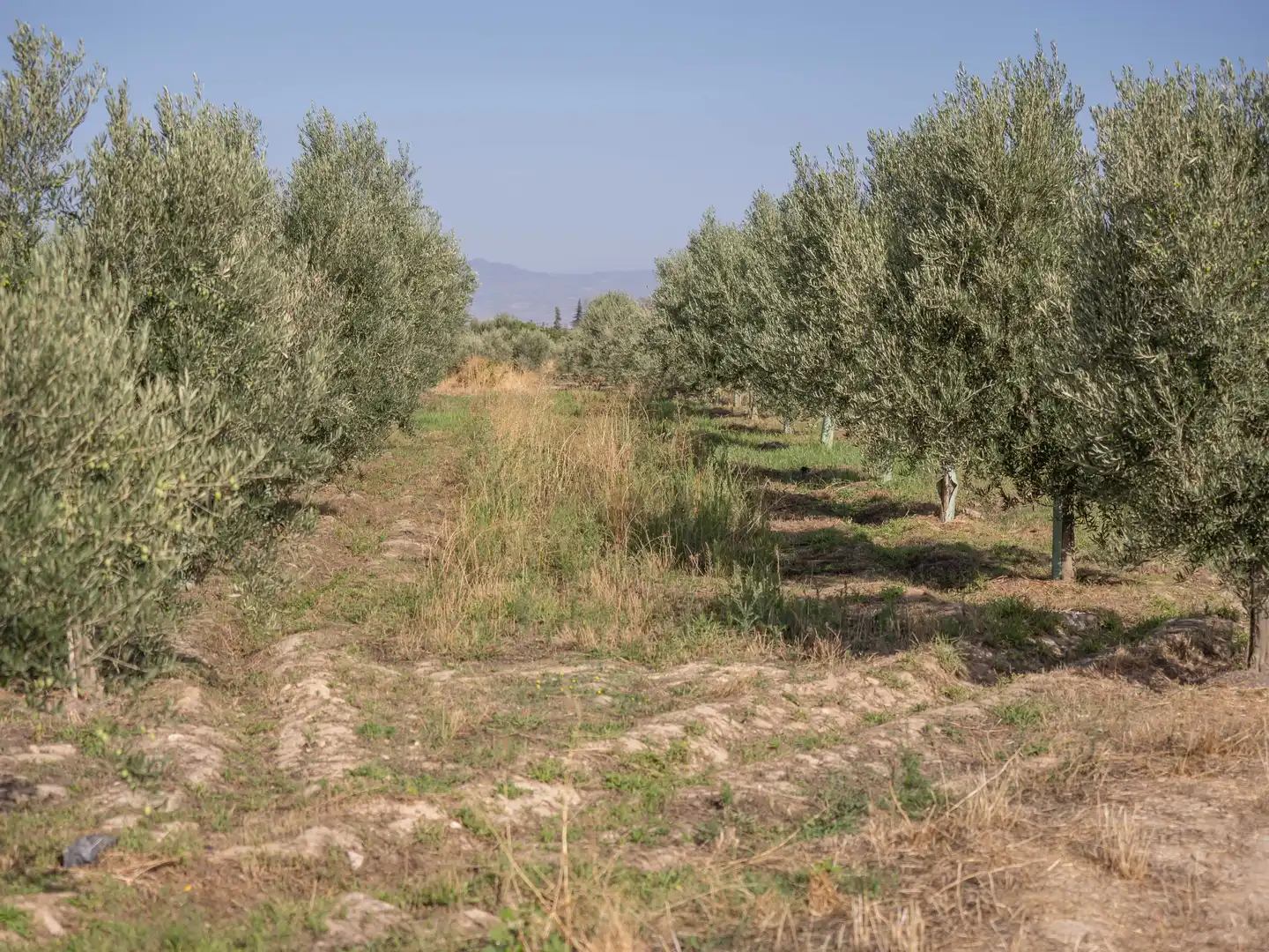 Terreni e lotti in vendita a Villa de Otura, imagen 11
