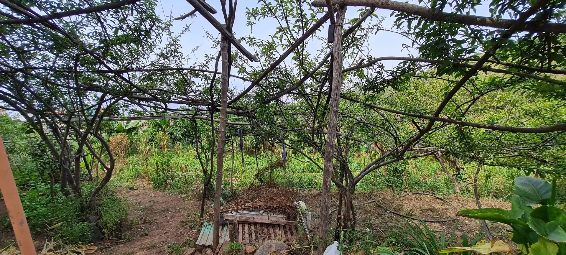 Finca rústica en venda a Icod de los Vinos pueblo