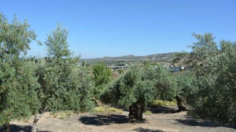 Fincas de Olivos , immagine 5