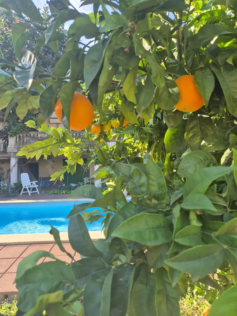 Rez-de-chaussée avec piscine à louer à Calvià pueblo, imagen 23