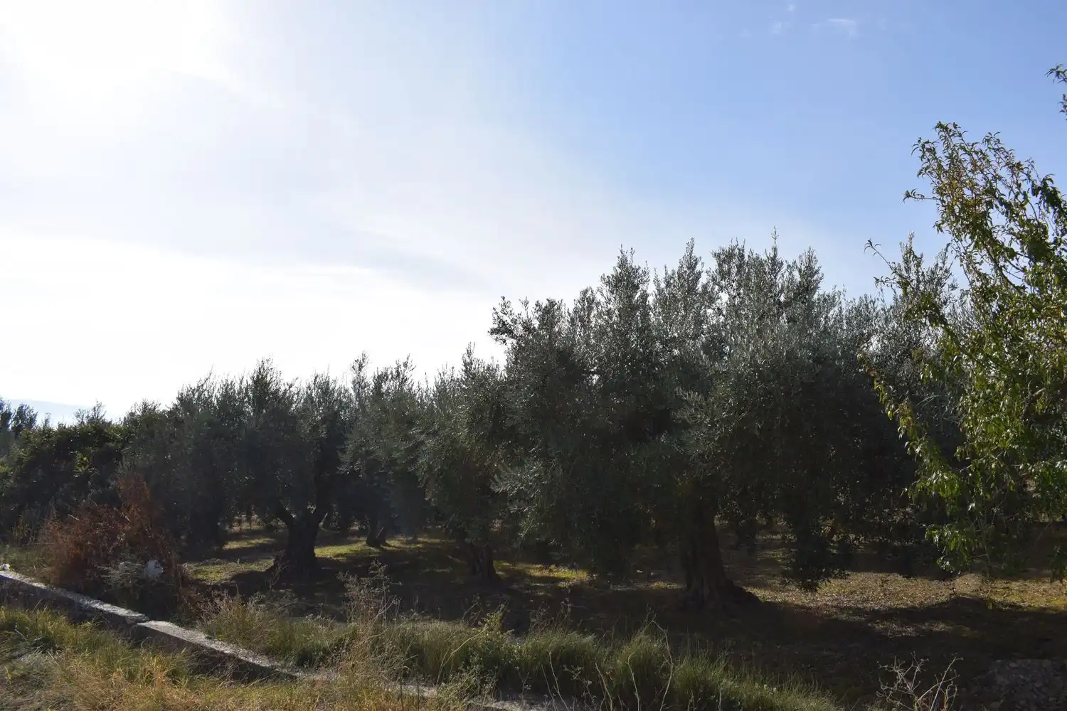 Terreno rustico in vendita a LOS MOLINOS, imagen 12