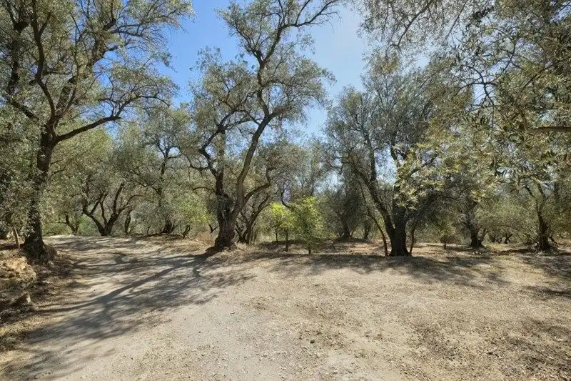 Terreno rustico in vendita a El Pinar