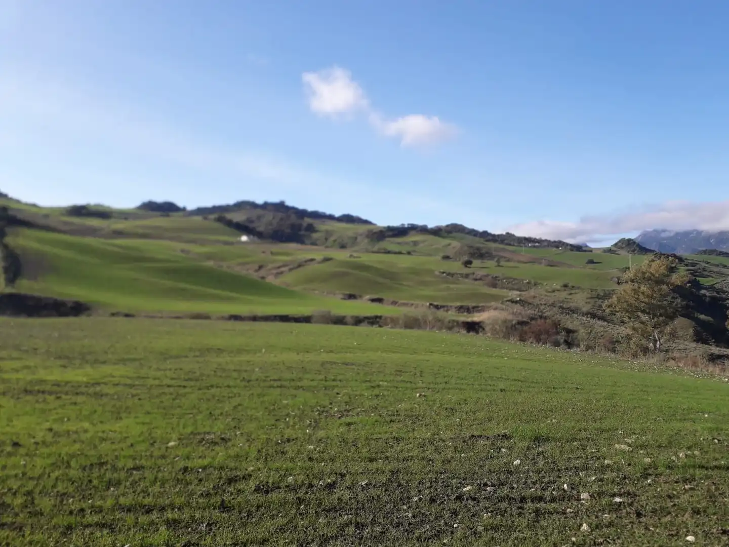 Land for sale in Ronda