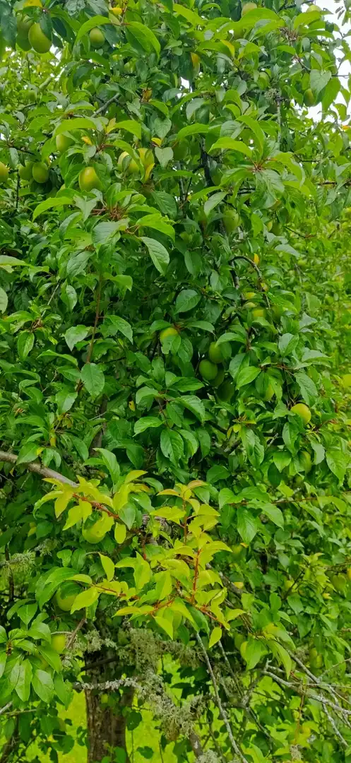 Jardí de Casa o xalet en venda en Pesaguero amb Calefacció, Terrassa i Moblat