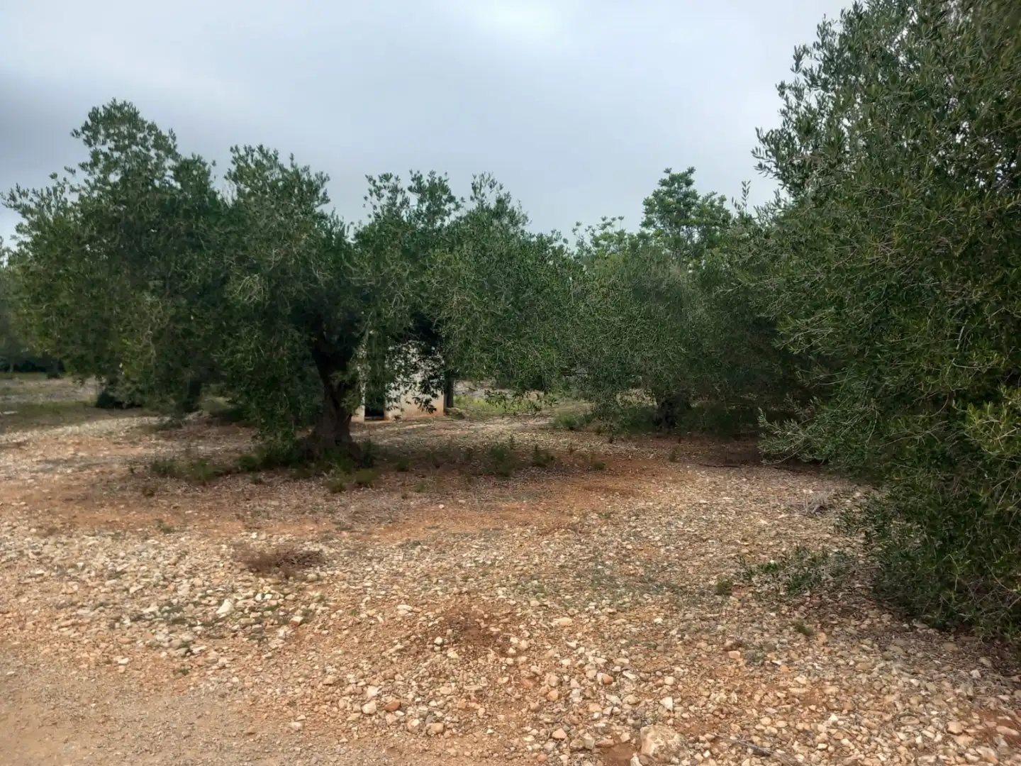 Rural land for sale in Partida pins 1, imagen 4