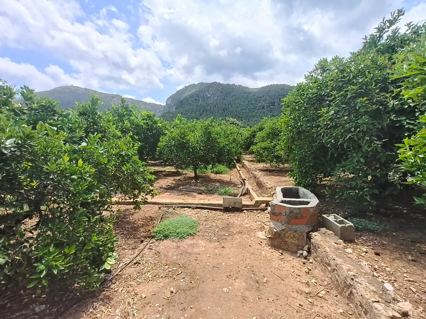 Rural land for sale in Partida Pla 42, imagen 6